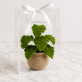 Crochet monstera plant in tan pot inside clear acrylic gift box with white bow